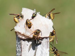 Photo caption: European wasps are attracted to proteins including fish.