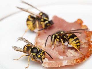 European wasps feeding on bacon