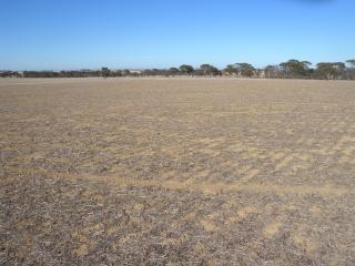 Dry paddock with prostrate stubble.