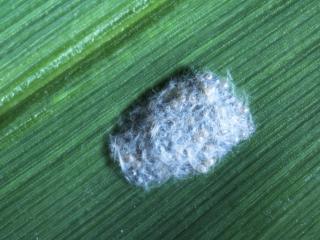 Fall armyworm egg mass on maize