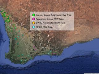 A WA map of Fall armyworm traps being monitored by growers, grower groups, agronomists and DPIRD staff.