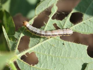 Fall armyworm larvae causing feeding damage to the leaves of a bean plant