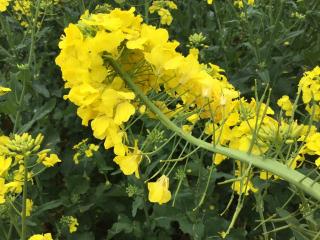 Canola stem flattened by the condition called fasciation.