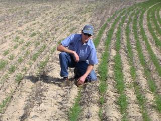 DAFWA Research Officer Wayne Parker in an early stage lupin crop. The crop to the left (seed that experienced rain at harvest) has poor vigour, the crop to the right (seed harvested under normal conditions) shows better growth.