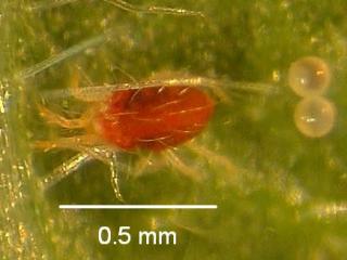 Two spotted mite (red form)