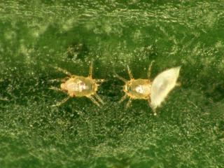 broad mite (Polyphagotarsonemus latus)