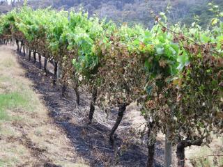 Fire damage to grapevines