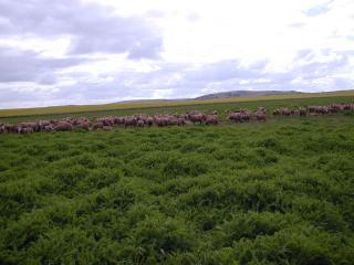 Sheep grazing biserrula