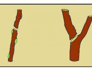 Hand drawing showing where to cut the branches.