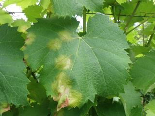Grape leaf showing oil spots caused by downy mildew