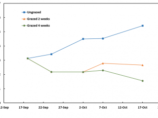 A graph showing feed on offer (t DM/ha) of clover-based pasture at Boyup Brook in 2019 that was either ungrazed, or grazed for two or four weeks.