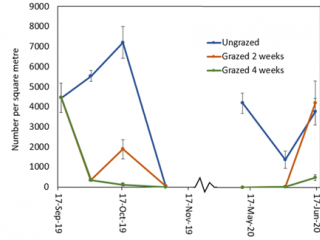 A graph showing number of RLEM in pasture at Boyup Brook that was either ungrazed, grazed for two weeks, or grazed for four weeks ± standard error of mean (SEM). Arrows indicate when livestock were removed, colour indicates treatment.
