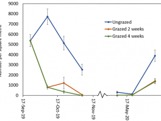 A graph showing number of RLEM in pasture at Kalgan that was either ungrazed, or grazed for two or four weeks, ± standard error of mean (SEM). Arrows indicate when livestock were removed, colour indicates treatment.