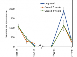 A graph showing number of RLEM in pasture at Cranbrook that was either left ungrazed, or grazed for two or four weeks, ± standard error of mean (SEM). Arrows indicate when livestock were removed, colour indicates treatment.