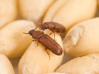 Brown flour beetle on wheat grains