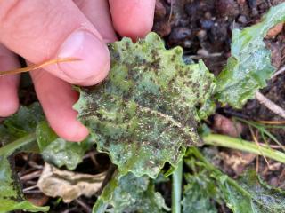 Green peach aphids on the underside of canola at Williams