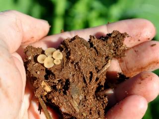 A sclerotinia stem rot management app is being developed to help predict whether canola paddocks are at risk of the disease, based on when the fungus germinates to produce apothecia (pictured), which generate spores to spread the disease.