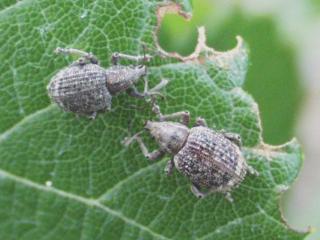 Garden weevil adults are slightly bulbous and grey with a light V stripe across the top of the abdomen