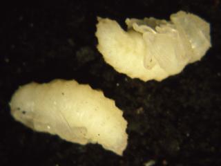 Garden weevil pupae are white when newly formed