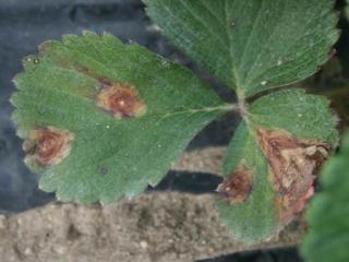 Symptoms of Gnomoniopsis on strawberry leaves