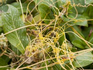File photo: Golden dodder is identifiable by creamy white flowers and thread-like stems which are usually bright yellow in colour.