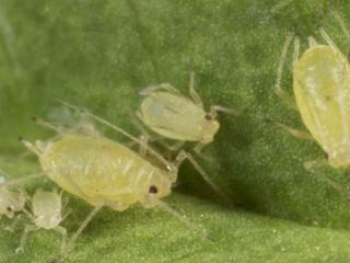Green peach aphid adults and nymphs