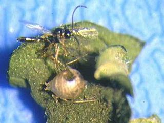 Wasp parasite has emerged from an aphid shell called a mummy