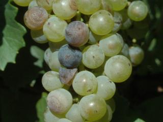Chardonnay grapes infected with the fungus Greeneria uvicola which causes Bitter rot
