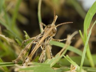 Regional landholders, particularly in eastern and southern parts of the grainbelt, are advised to inspect properties for locust activity and prepare to implement control activities during spring. Pictured is a fourth instar locust (hopper).