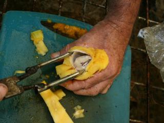 Opening mango seed husk to remove embryo.