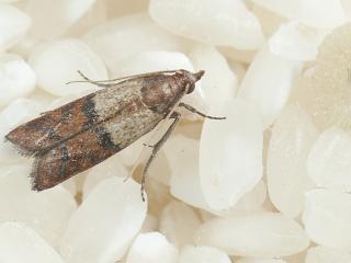 Indian meal moth (<em>Plodia interpunctella</em>)