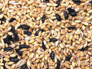Insects in grain after harvest