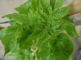 King Edward potato plant infected with PVY showing mild leaf mottle and distortion
