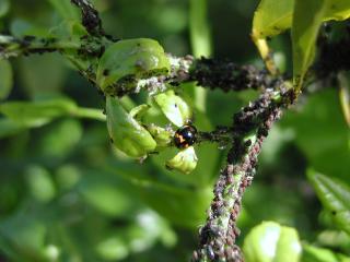 Citrus aphids and predatory ladybug