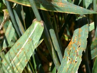 Orange brown dusty pustules on upper surface of leaves, typical of wheat leaf rust