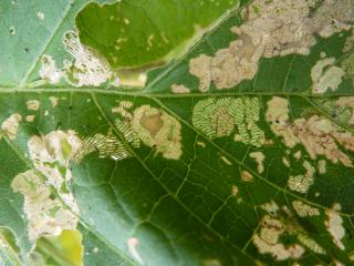 Both leaf eating ladybird larvae and adults feed only on soft leaf tissue giving damaged leaves a windowed appearance