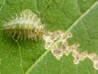 Leaf eating ladybird larvae grow to 8mm long and are covered in branched spines