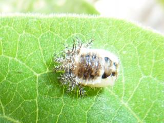 When fully fed, leaf eating ladybird larvae form a cocoon on the leaf which has branched spines of the larval skin attached