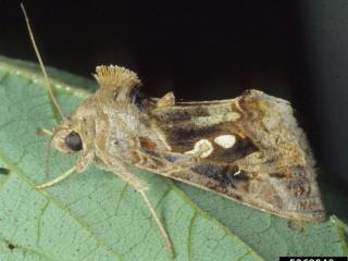 Looper moths are about 25mm long and upper wings are brown with silver marks