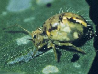 An adult lucerne flea.