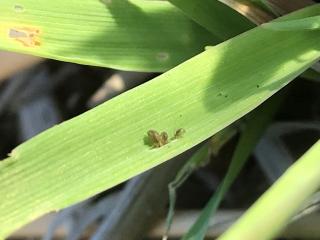 Lucerne fleas on a volunteer barley leaf