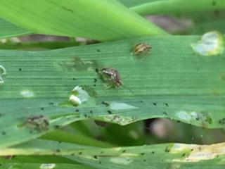 Lucerne flea adults on oat leaves