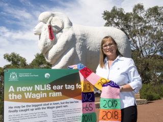 Department of Agriculture and Food NLIS operations manager Beth Green with the new ‘tagged’ Wagin ram Bart.