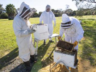 DPIRD staff members inspecting beehives