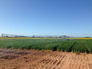 wheat variety drought tolerance research irrigation