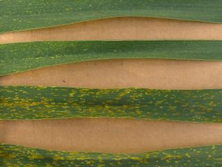 Department of Agriculture and Food test results indicate Mace was affected by the new leaf rust pathotype 76- (lower two leaves) to a greater degree than the older pathotype (104-) ( upper two leaves).