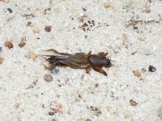 Mole cricket adults are about 5cm long and have strong front legs for digging