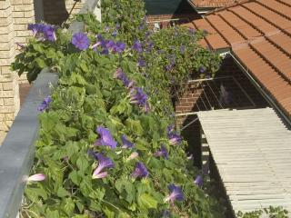 This morning glory vine has climbed a fence and is now creeping onto the home's roof