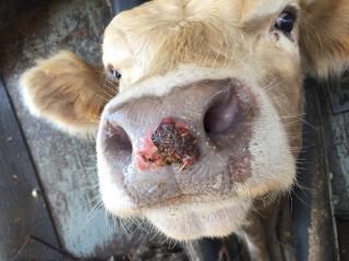 Cow with nasal erosion