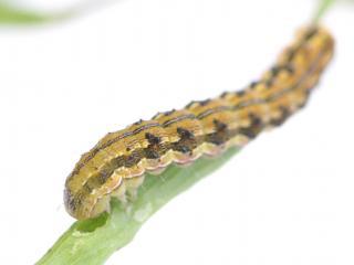 Native budworm caterpillar feeding on a canola pod